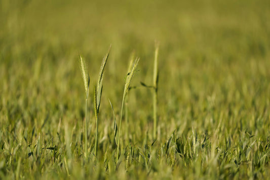 Why "Touch Grass" Became Gen Z’s Favorite Reality Check